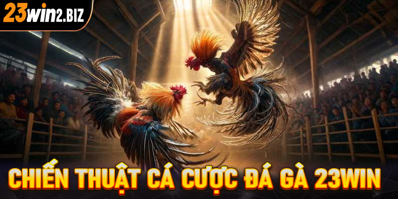 Chiến thuật cá cược đá gà 23win vô cùng hiệu quả từ các đại cao thủ 