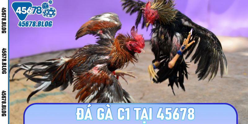 Đá gà C1 tại 45678